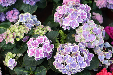 beautiful flower Primula polyantha or Primula obconic