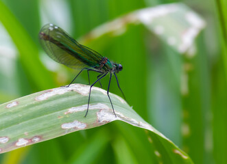 dragonfly on a green leaf in summer near the river