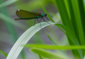 dragonfly on a green leaf in summer near the river