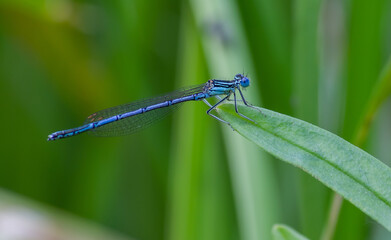 dragonfly on a green leaf in summer near the river