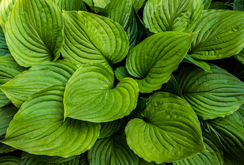 green leaves of plants in the garden. texture