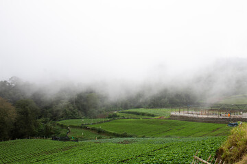 Fototapeta na wymiar Vegetable garden in the mountains and fog around the mountains