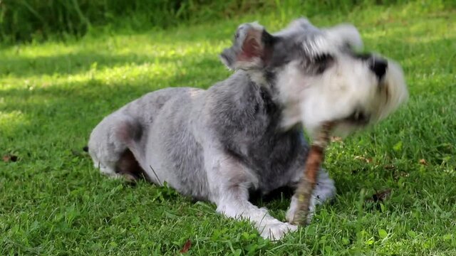 Schnauzer dog laying in grass chewing a stick