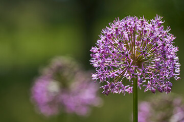 Frühling / Sommer 21
