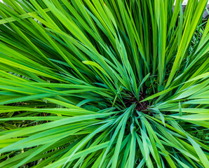 Fototapeta premium green leaves of plants in the garden. texture