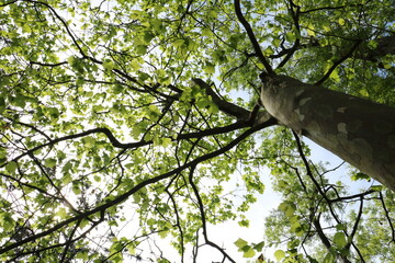 Fototapeta premium 下から見上げた木の緑の葉 green leaves of a tree looking up from below 1