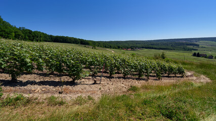 Fototapeta na wymiar Vineyards in the Reims mountain regional nature park. Hautvillers village