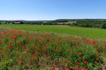 Fototapeta na wymiar Poppies in the hills of the Reims Mountain Regional Nature Park 