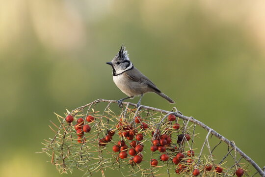 Herrerillo capuchino (Lophophanes cristatus)