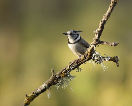 Herrerillo capuchino (Lophophanes cristatus)