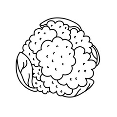 Cauliflower. Vegetable sketch. Thin simple outline icon. Black contour line vector. Doodle hand drawn illustration