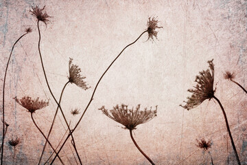 Textured old paper blue background with dry wild flowers and butterfly. Nature abstract. Vintage...