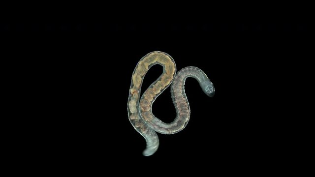 Aulophorus sp worm under a microscope, family Naididae. Life in water contaminated with organic residues. At the end has gills similar to tentacular appendage