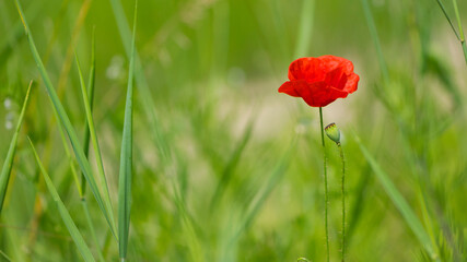 Obraz premium red poppy on a green background. big beautiful poppy flower on a blurred background, flower in the grass, green and red, floral design, nature close-up, bokeh. space for text