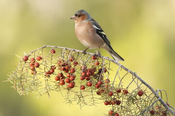 Pinzón vulgar (Fringilla coelebs)