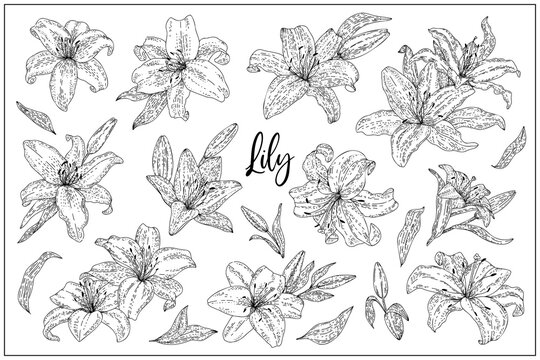 Lily flowers set. Outline vector doodle hand drawn sketch style illustrations collection isolated. Botanical illustration for packaging, menu cards, posters, prints.