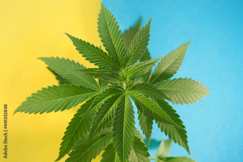 Wall mural cannabis plant leaves. medical marijuana