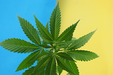 cannabis plant leaves. medical marijuana