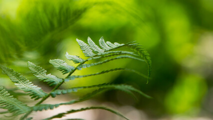 green fern leaves in the forest for background. Natural green fern leaves texture in the forest close up on a blurred background. foliage natural floral background of fern in sunlight. close-up