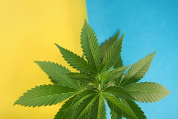 cannabis plant leaves. medical marijuana