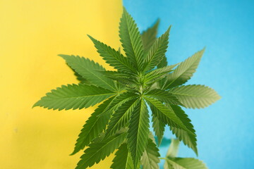 cannabis plant leaves. medical marijuana