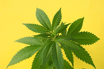 cannabis plant leaves. medical marijuana