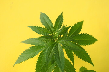 cannabis plant leaves. medical marijuana