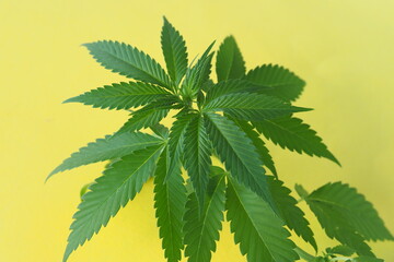 cannabis plant leaves. medical marijuana