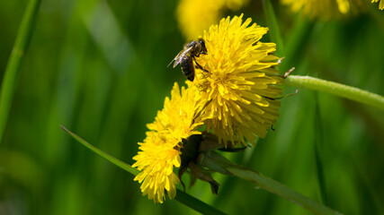 honey bee sitting on a dandelion flower. Yellow flower with a bee, collects nectar. bee on a wildflower. spring, blurred green background. summer garden season. bee in the meadow, macro nature