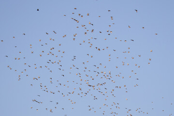 Flock of common starling birds in the sky.
