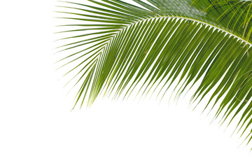 Close-up view of palm trees leaf in natural isolated on white