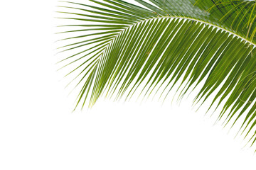Fototapeta premium Close-up view of palm trees leaf in natural isolated on white
