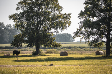 Black cow grazes in the shade of large old oak tree. Dreamy rural landscape wide angle view. Ecological farming concept.
