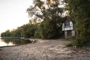 Beautiful pine tree in a forest clearing in the morning.