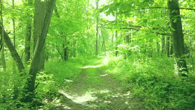 POV Rear view of  slowly moving through a  wooded area on a straight wide trail that is covered in dirt, roots and a few plants; dappled sunlight; green colorization