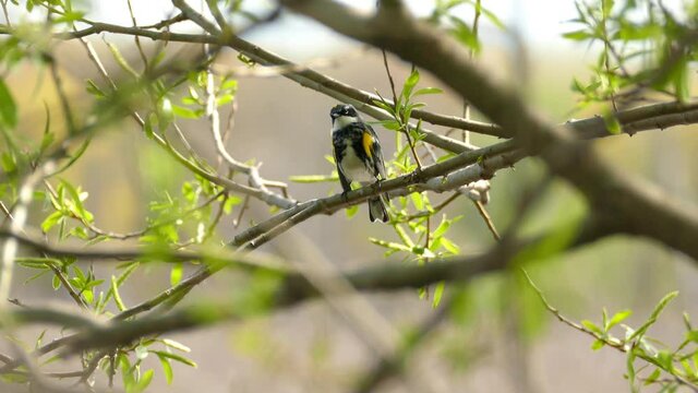 Yellow rumped warbler (Setophaga coronata) on a branch in the Canadian woods. Yellow-rumped Warbler breeding male, eastern myrtle phase. Rain, and inclement winter weather. January in Canada.