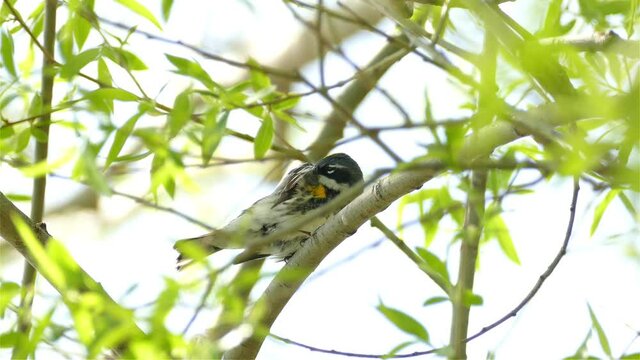 Yellow rumped warbler (Setophaga coronata) on a branch in the Canadian woods. Yellow-rumped Warbler breeding male, eastern myrtle phase. Rain, and inclement winter weather. January in Canada.