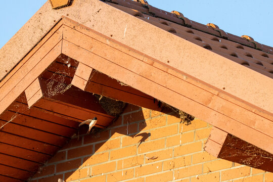 Swallow fluttering in the air ners its nest under the ledge of the roof .