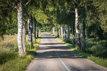 Fototapeta na wymiar Country road with birch alley leading to famous place in Lithuania - Ventes cape . Sunny summer day rural landscape view.