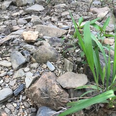 stones in the grass