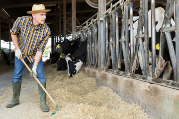 Confident farmer feeding cows with hay in cowshed of farm
