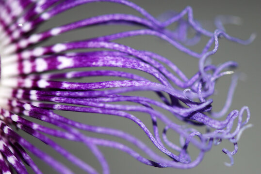 FLOR MACRO DE LA PASIONARIA