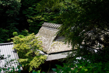 Fototapeta na wymiar Adashino in Kyoto.
