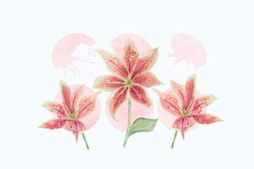 Bright watercolor painting of lily flower pink.