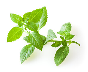 Fresh mint leaves isolated on white background © Da-ga