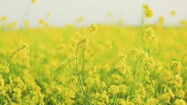 The beautiful Yellow coloured mustered plant flower