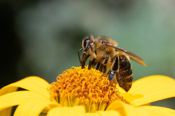 A honey bee collecting pollen at stamens in a yellow flower. A bee working on a garden flower.