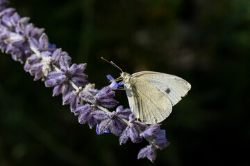 Butterfly Cabbage White Feeding On Lavender Flower.
