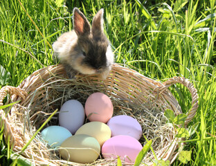 young easter bunny looking into a basket with eggs