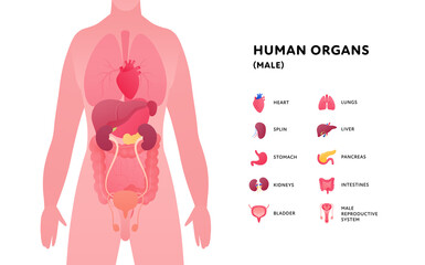 Human body with internal organ anatomy. Vector flat healthcare illustration. Male closeup isolated on white background. Organ icon with text and pointer. Design for health care, science, biology
